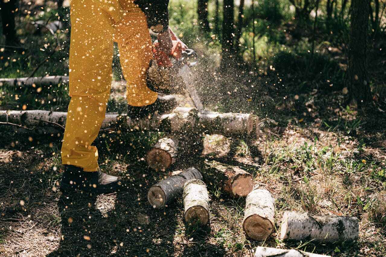 The Steps Involved in Our Tree Care Process in Ferris, TX